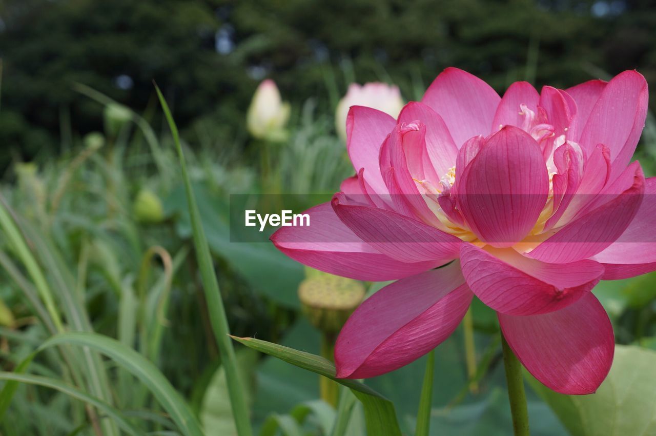 CLOSE-UP OF PINK FLOWER BLOOMING