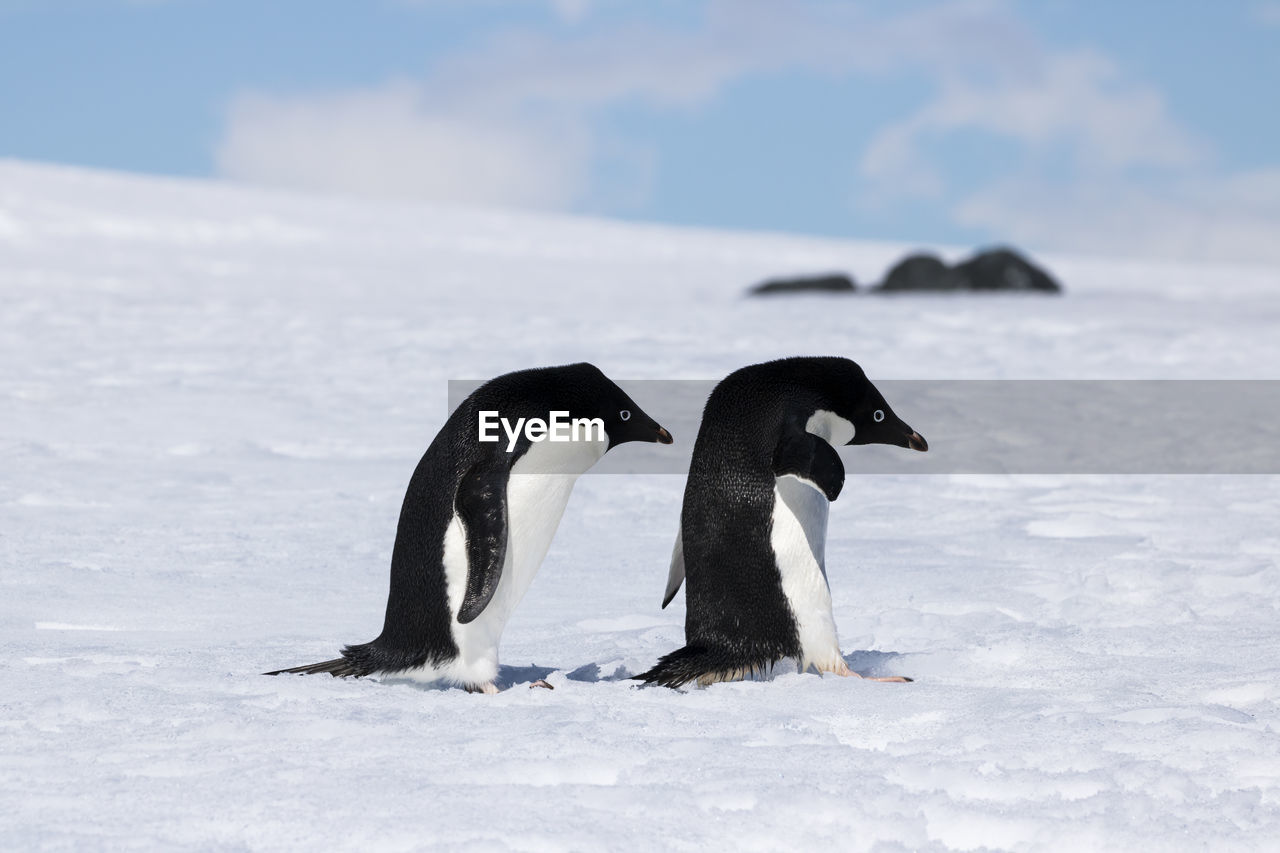 Two adelie penguins following each other at mikkelson harbour, antarctica.