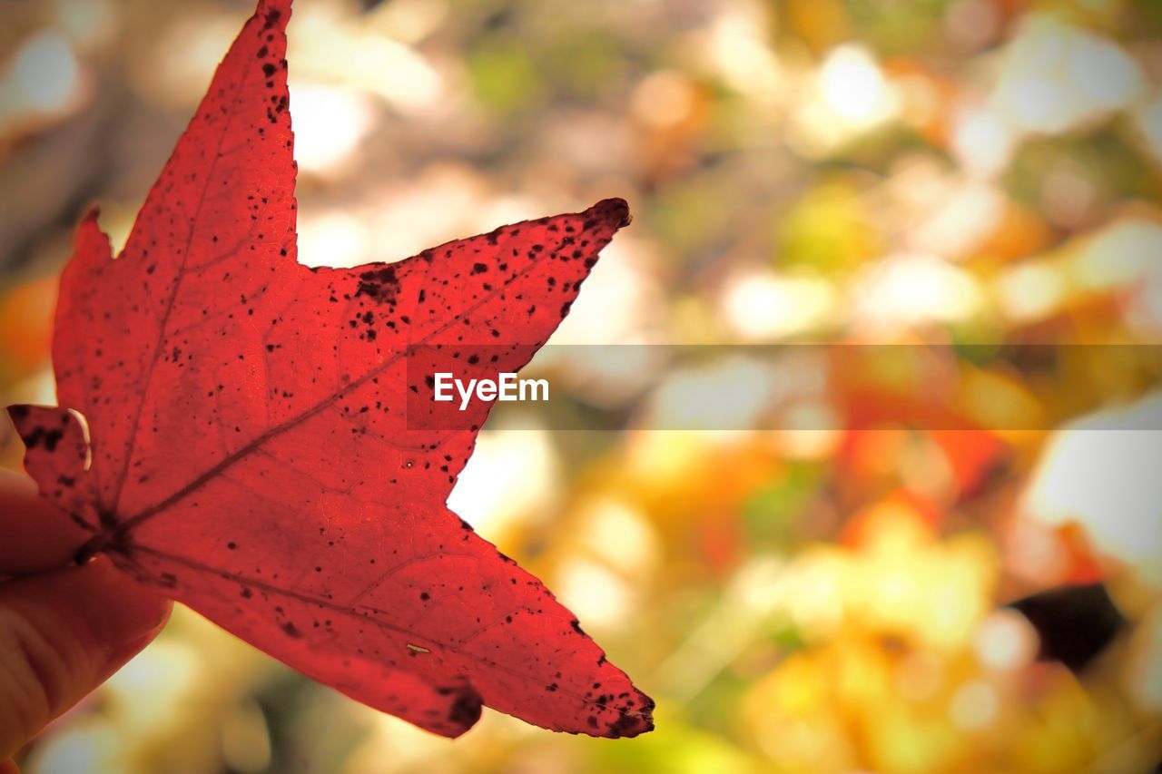 Close-up of red maple leaf on tree