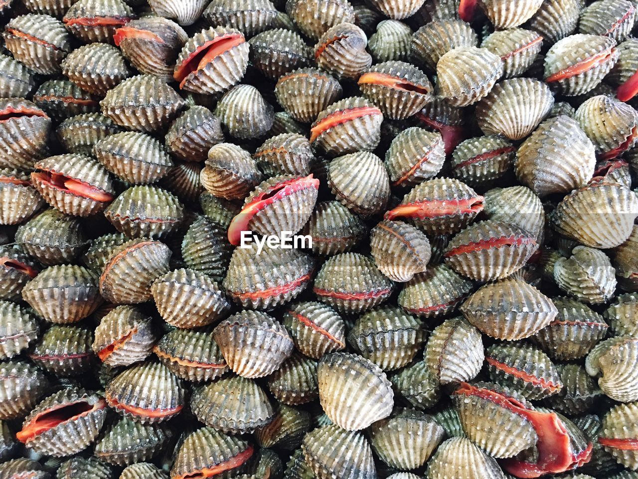 Cockles for sale at fish market