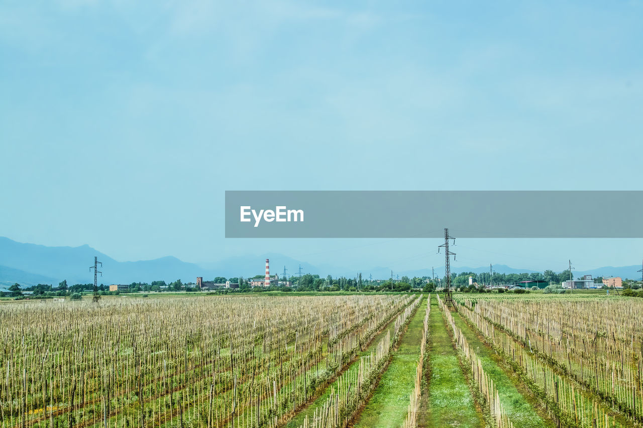 AGRICULTURAL FIELD AGAINST SKY