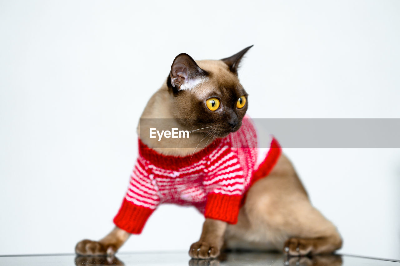 mammal, animal, animal themes, pet, domestic animals, cat, one animal, domestic cat, pet clothing, indoors, feline, small to medium-sized cats, portrait, sitting, cute, humor, studio shot, white background, felidae, fun, red, no people, looking, animal body part, carnivore, clothing, striped, whiskers