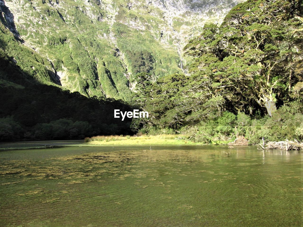 SCENIC VIEW OF RIVER IN FOREST