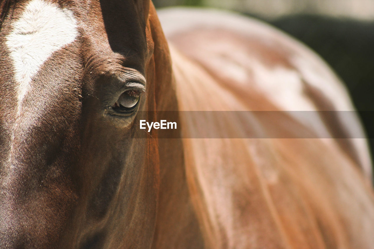 Horse eye close up 