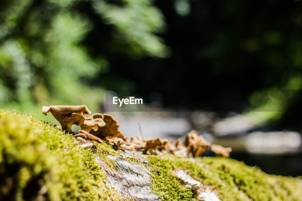 CLOSE-UP OF A LIZARD ON A LAND