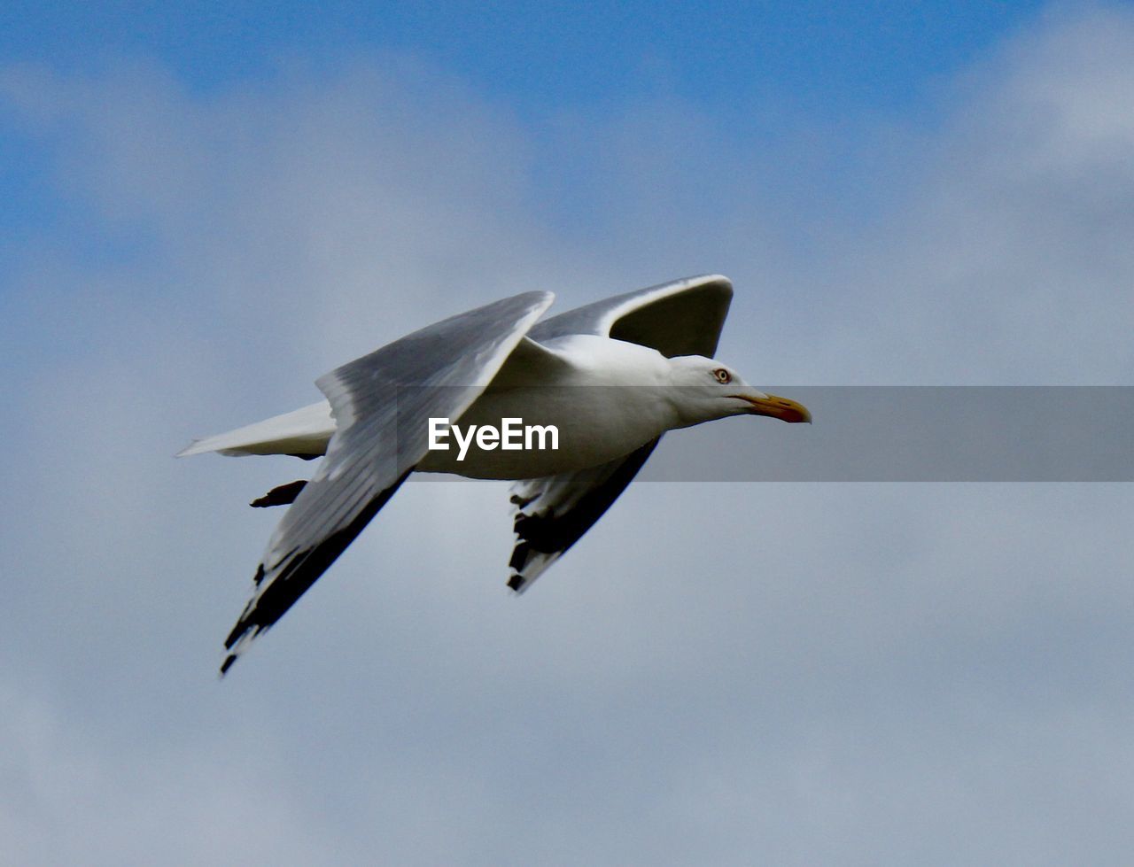 Low angle view of seagull flying in sky