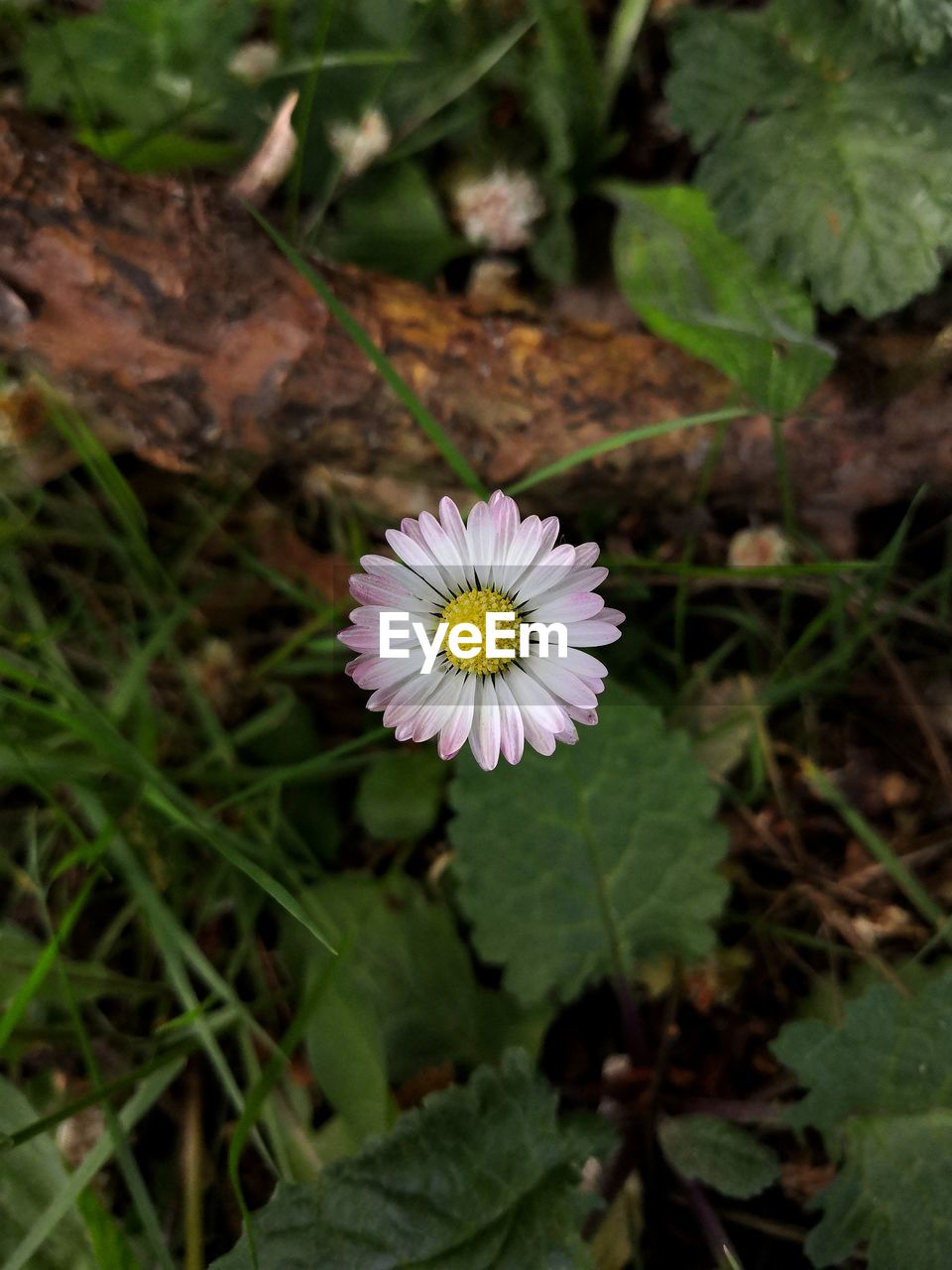 CLOSE-UP OF WHITE FLOWERING PLANTS ON LAND