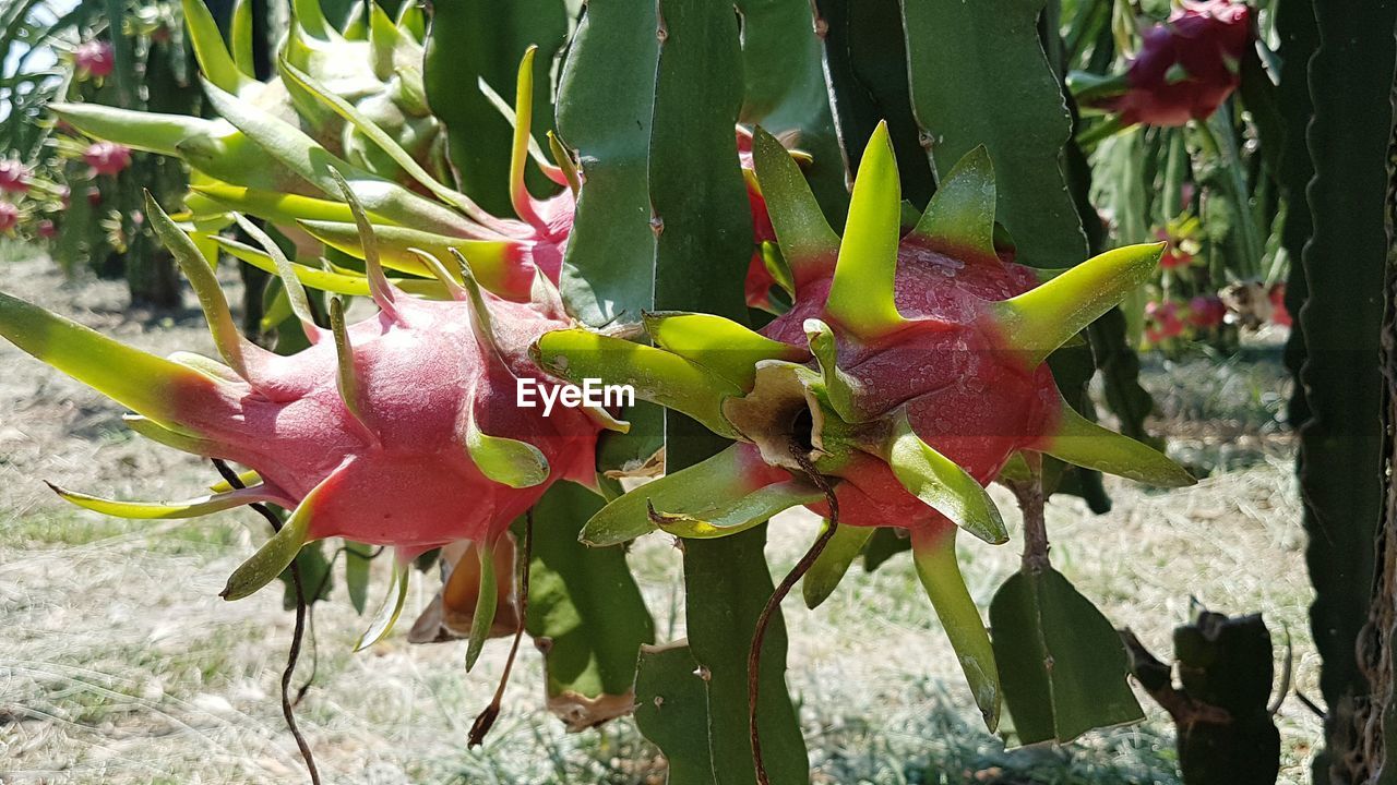 CLOSE-UP OF CACTUS