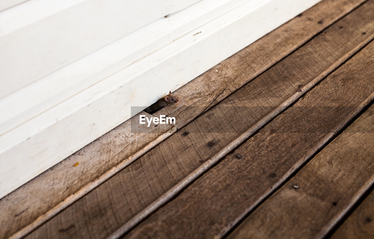 High angle view of rat in hole at wooden planks