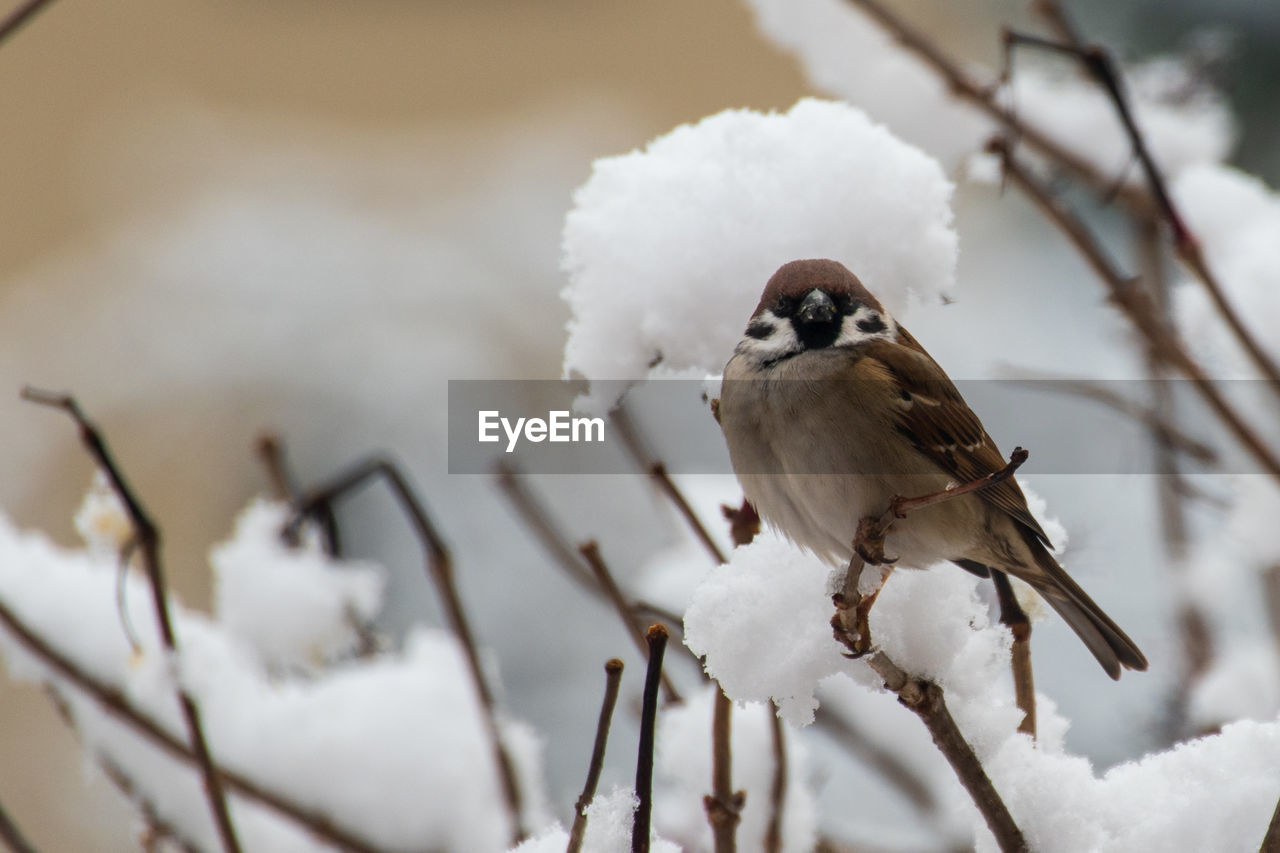 Low angle view of male house sparrow - passer domesticus - perching on a snowy twig in winter