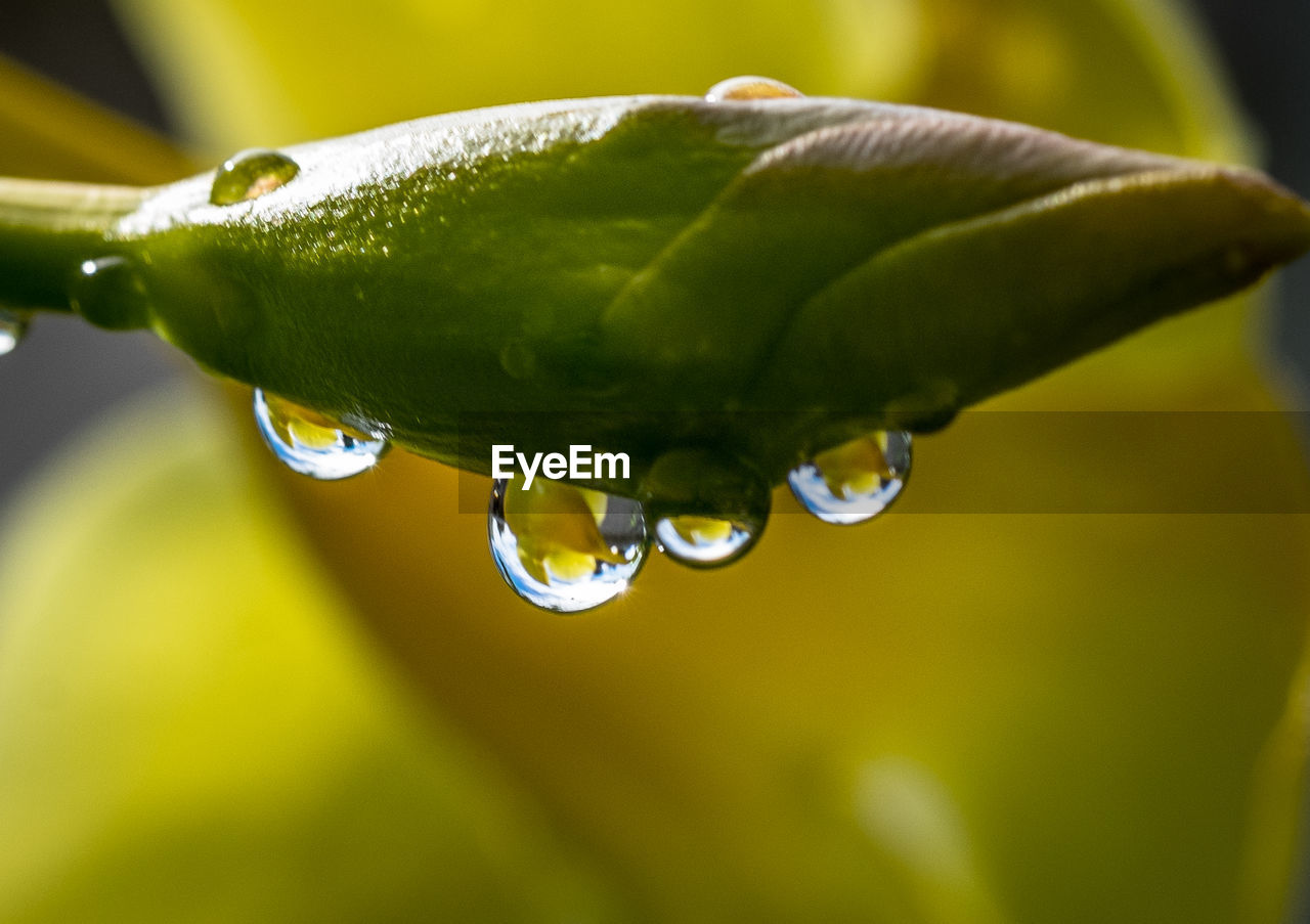 CLOSE-UP OF RAINDROPS ON LEAF