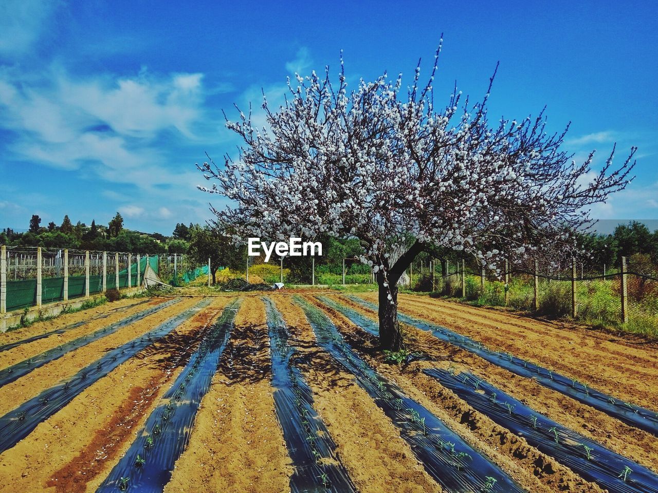 Cherry blossoms on field against sky