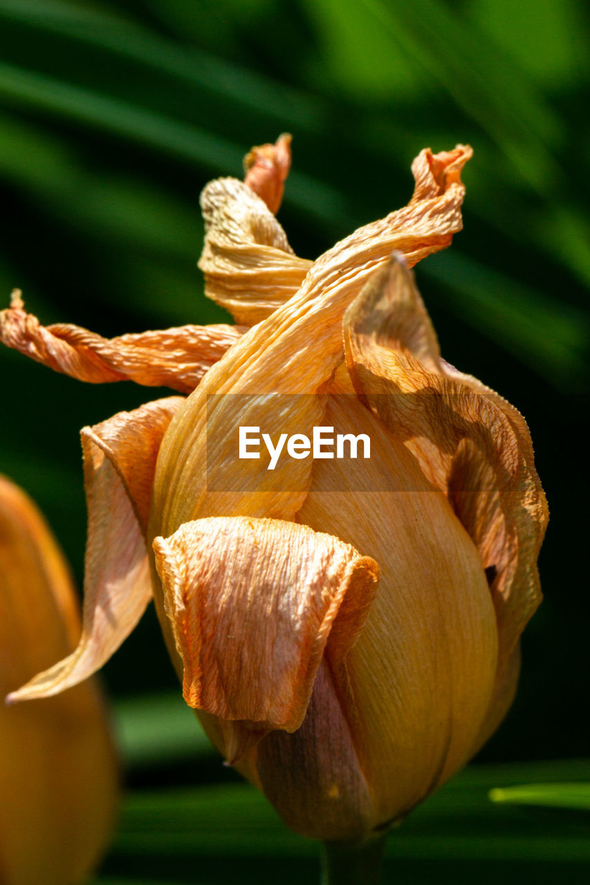 Close-up of wilted lily of plant