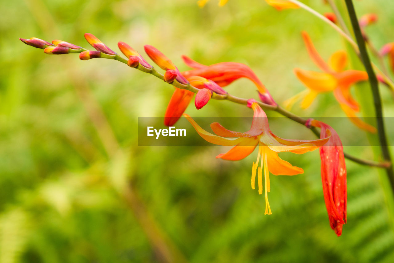 CLOSE-UP OF RED FLOWERS