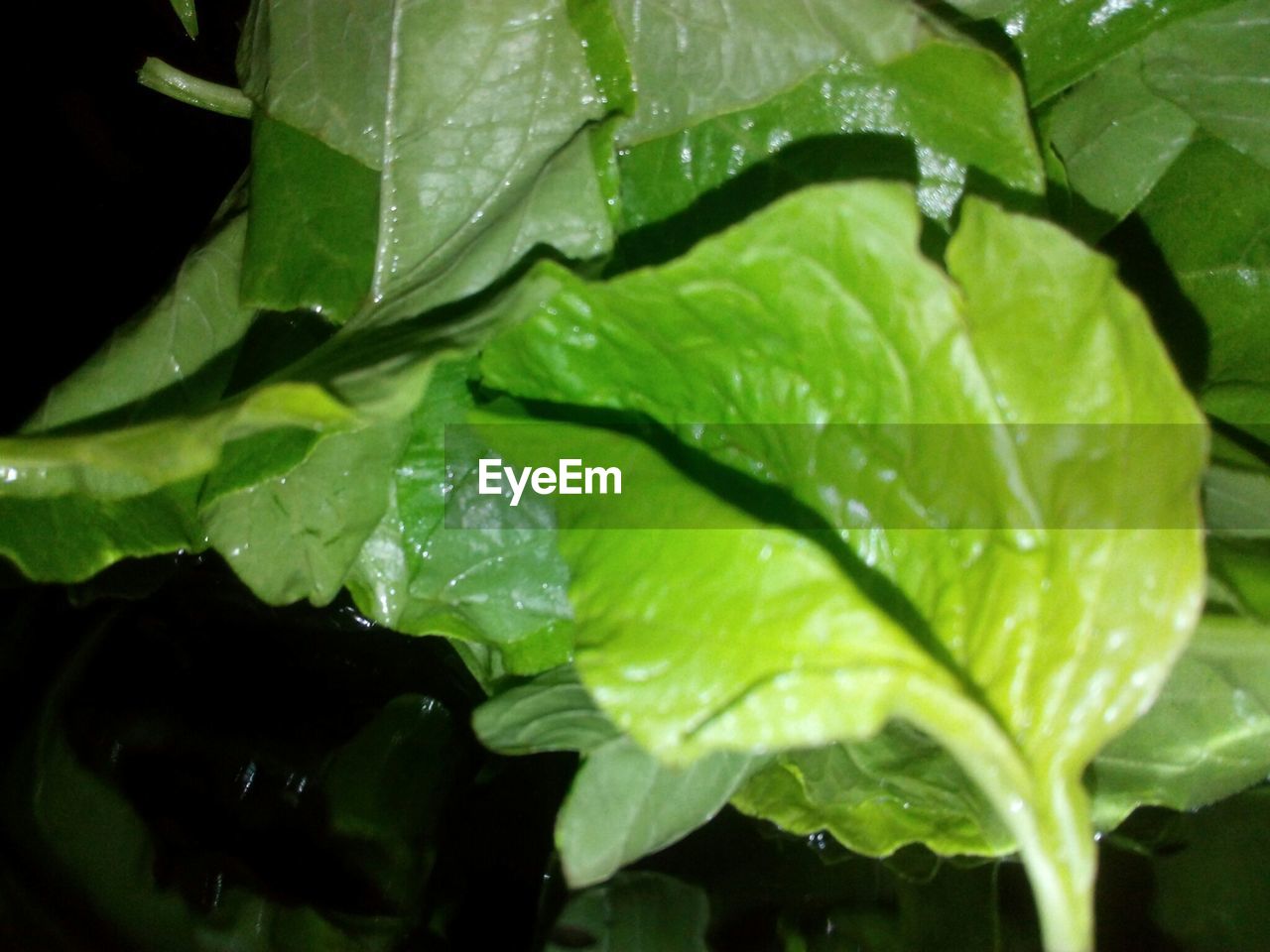 CLOSE-UP OF WET PLANT LEAVES