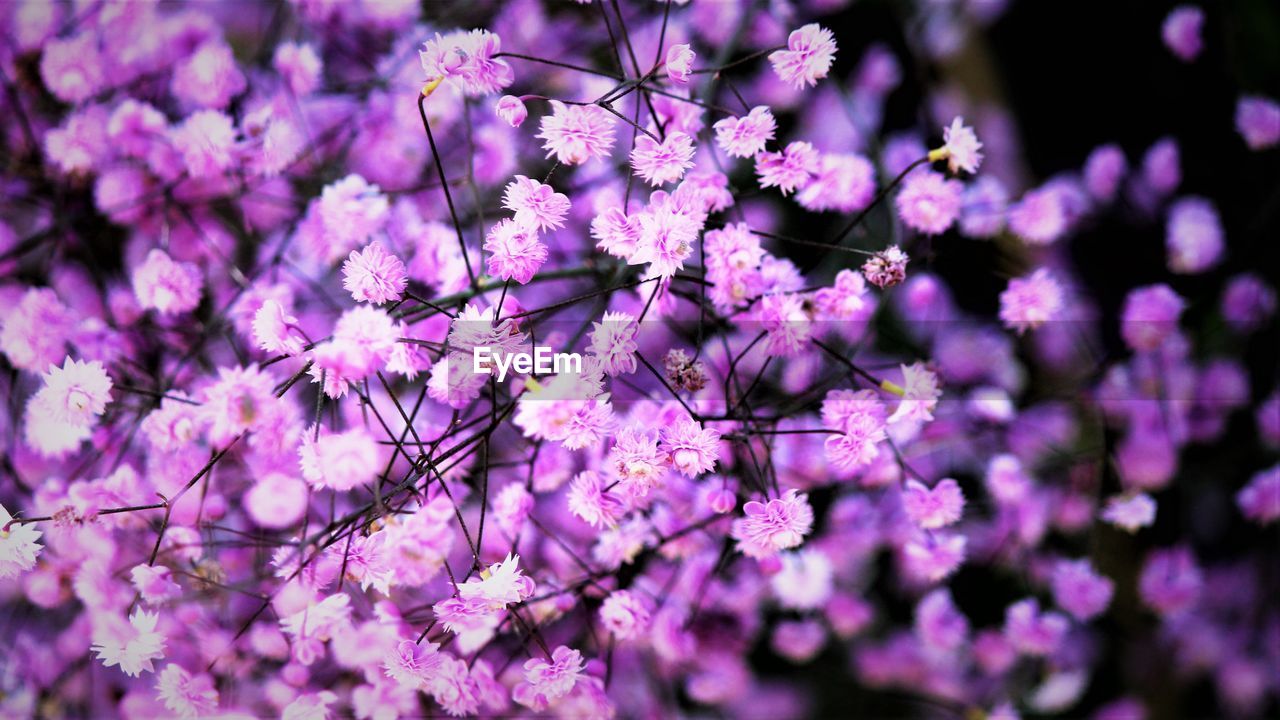 CLOSE-UP OF PURPLE CHERRY BLOSSOM