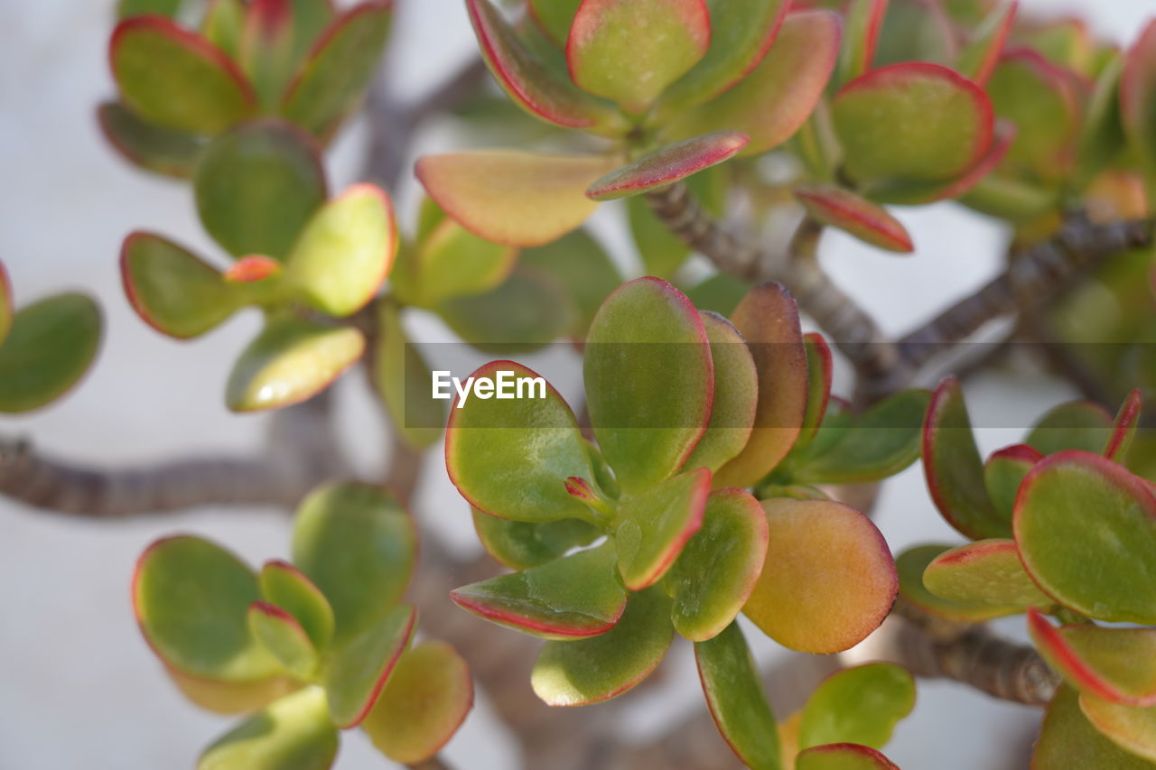 Jade plant, crassula ovata, a species of pigmyweeds. dollar plant, lucky plant, money tree. tenerife