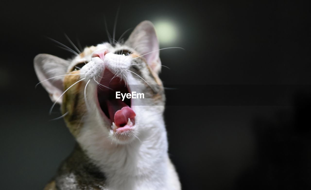 CLOSE-UP OF CAT YAWNING OUTDOORS