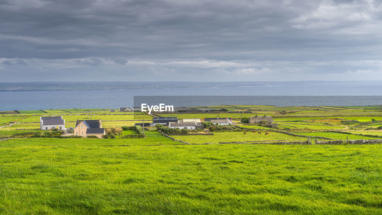 Fields with cattle, divided by stone walls surrounding small village on the cliffs of moher, ireland