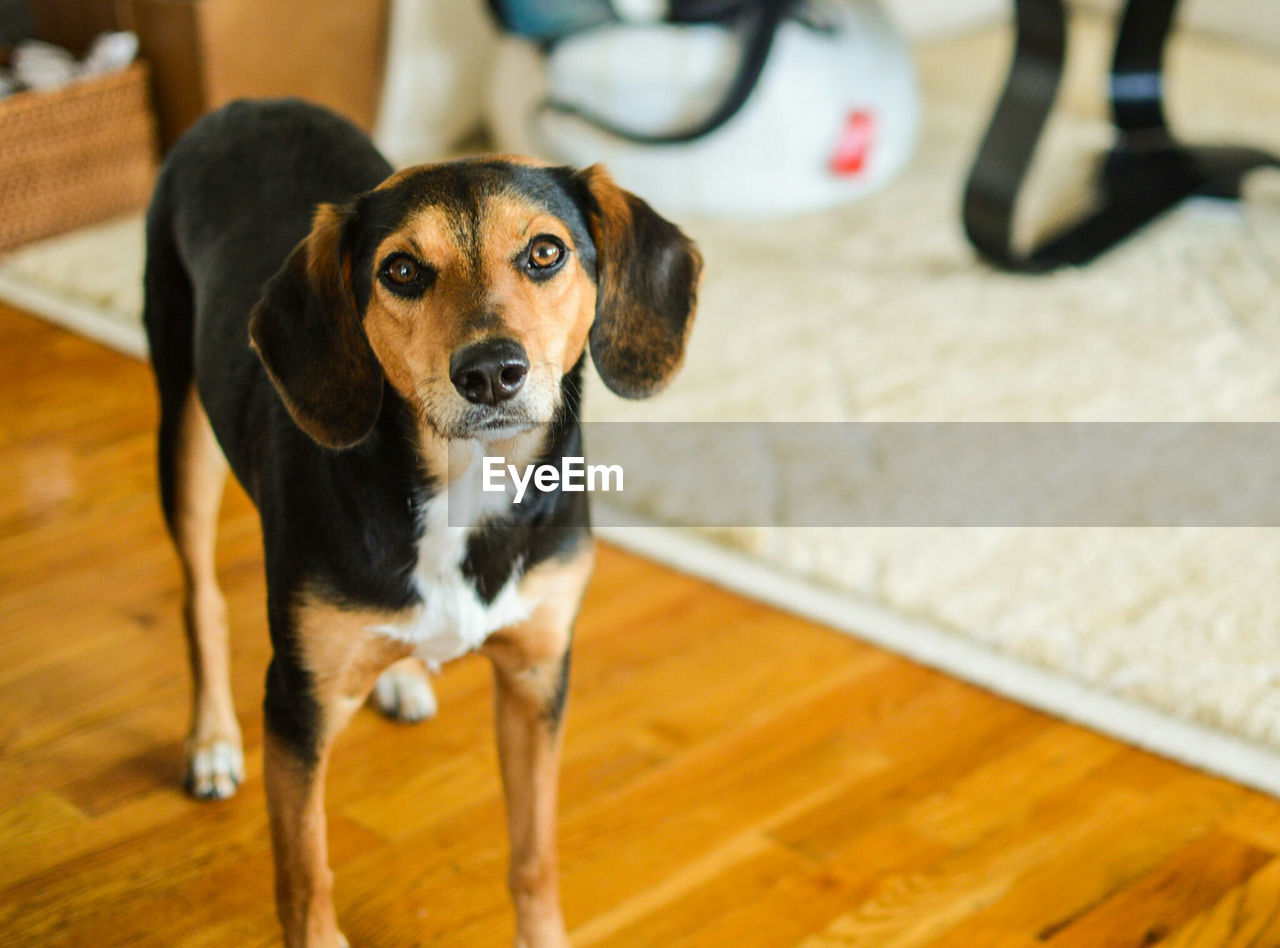 Portrait of dog standing on hardwood floor