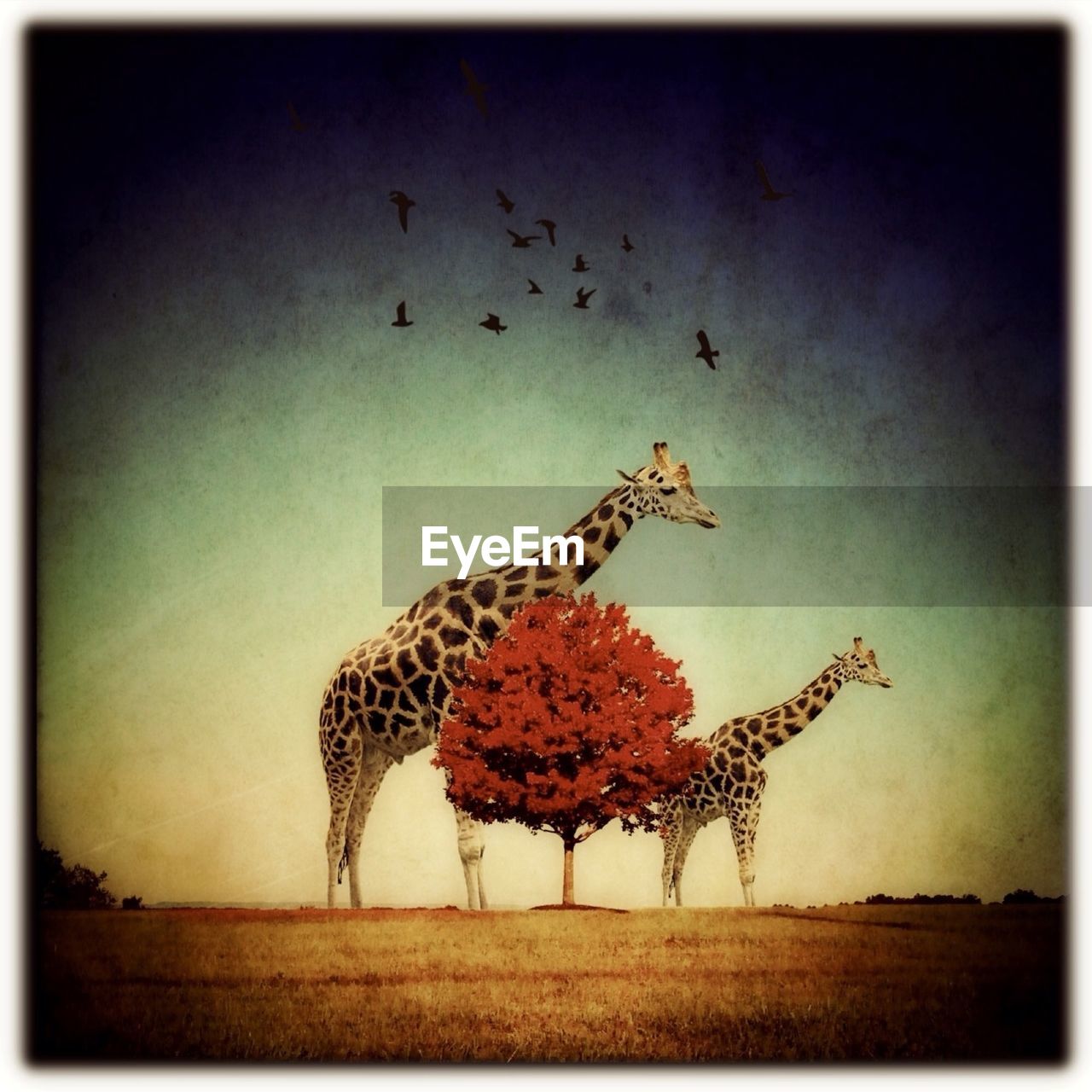 Giraffes and red tree