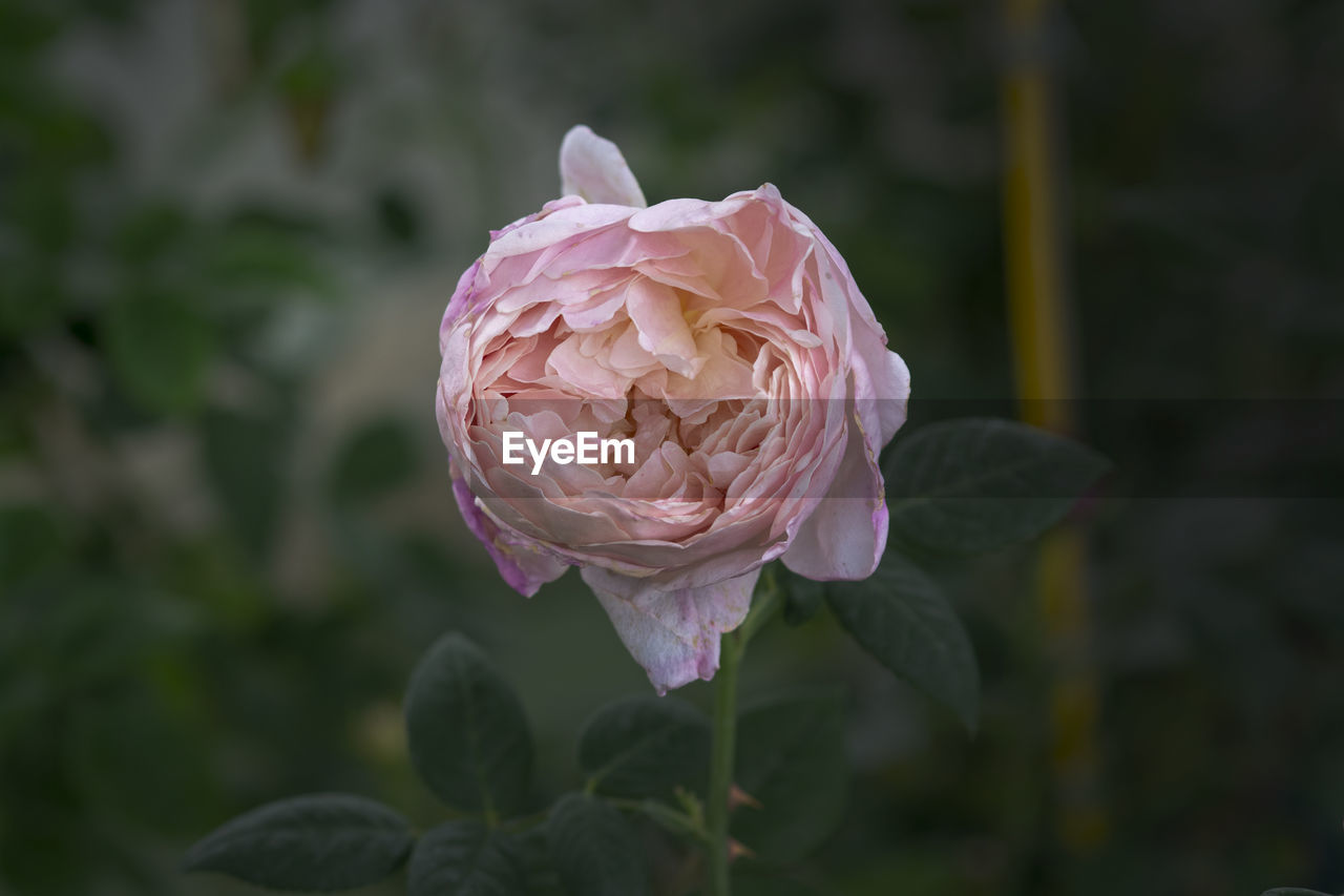 CLOSE-UP OF PINK ROSES