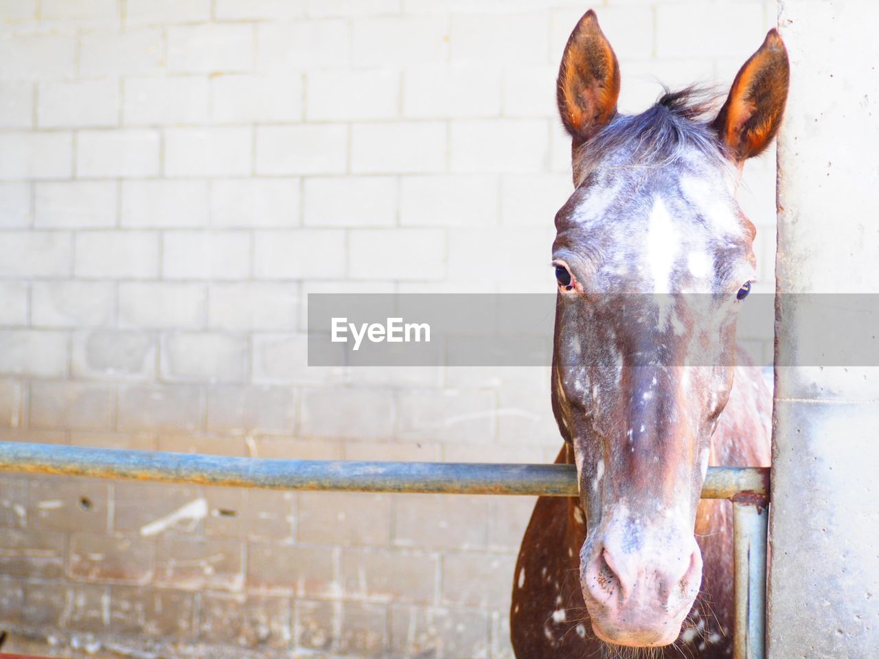 CLOSE-UP PORTRAIT OF A HORSE