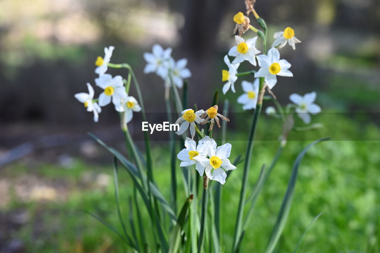 flower, flowering plant, plant, freshness, beauty in nature, nature, fragility, close-up, yellow, white, springtime, flower head, focus on foreground, grass, petal, growth, no people, outdoors, inflorescence, blossom, botany, plain, land, meadow, day, summer, daffodil, field, multi colored, environment, wildflower, sunlight, non-urban scene, green, selective focus, daisy, landscape, tree, narcissus
