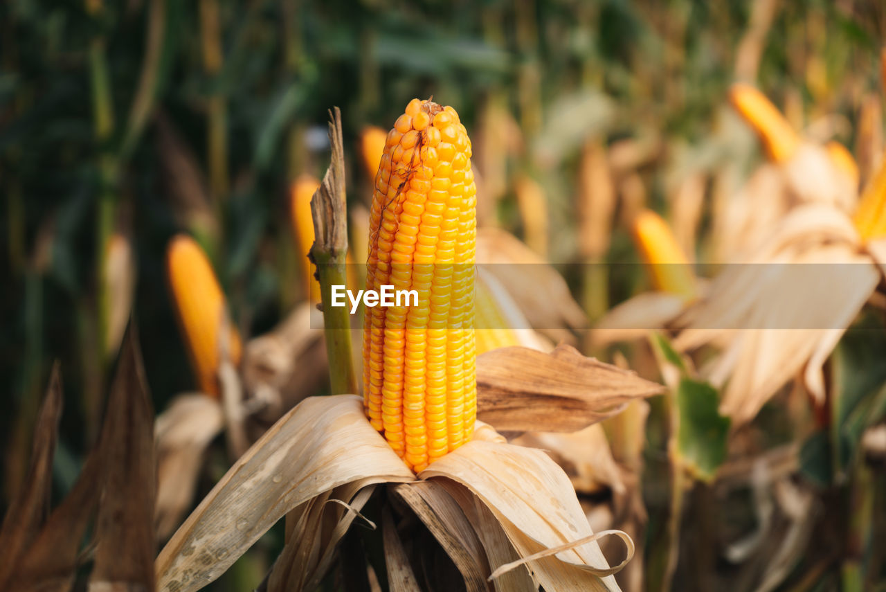 corn, food, plant, agriculture, crop, flower, yellow, food and drink, vegetable, nature, corn kernels, growth, cereal plant, sweet corn, land, close-up, freshness, landscape, field, healthy eating, no people, rural scene, autumn, farm, outdoors, leaf, beauty in nature, macro photography, focus on foreground, harvesting, day, organic, food grain, environment, plant part