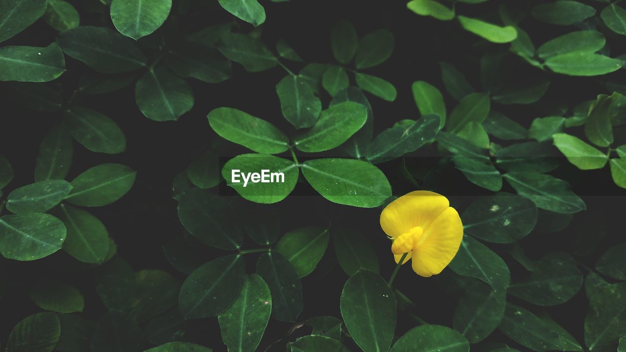 Close-up of yellow flowering plant