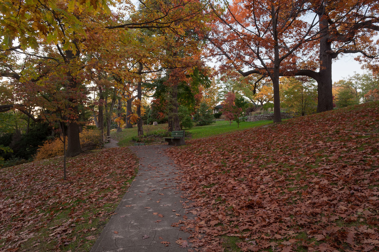 Road amidst trees during autumn