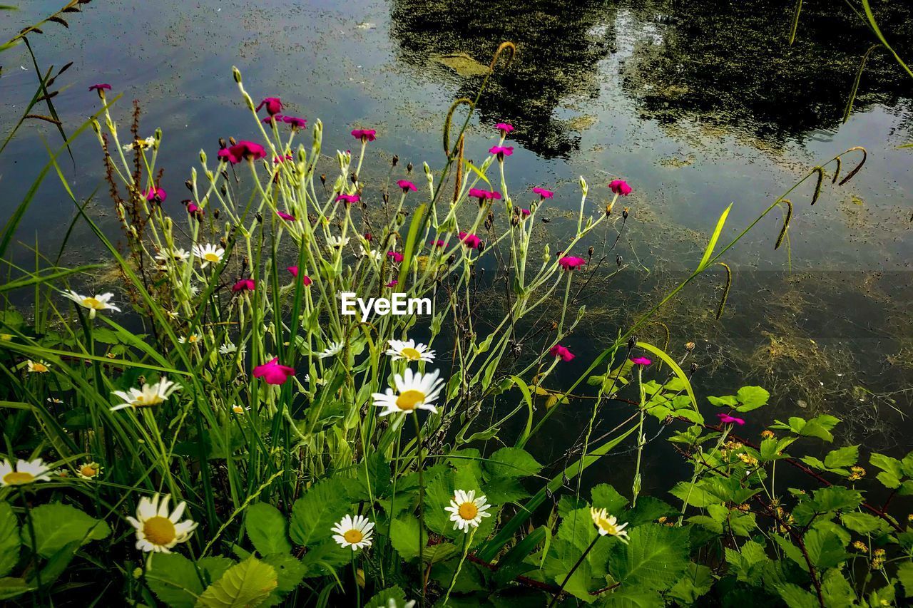 High angle view of flowering plants by lake