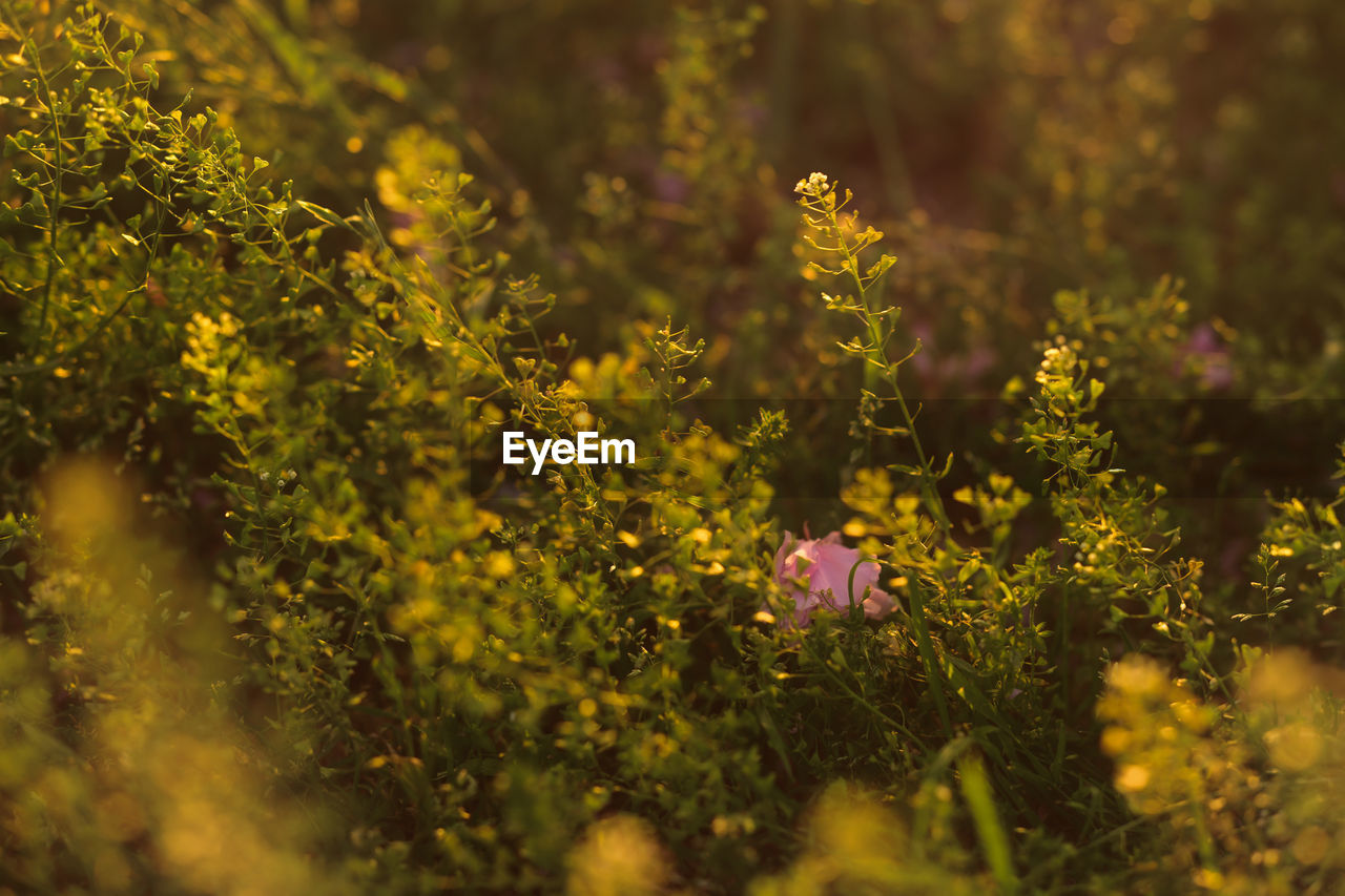 CLOSE-UP OF FLOWERING PLANT ON FIELD
