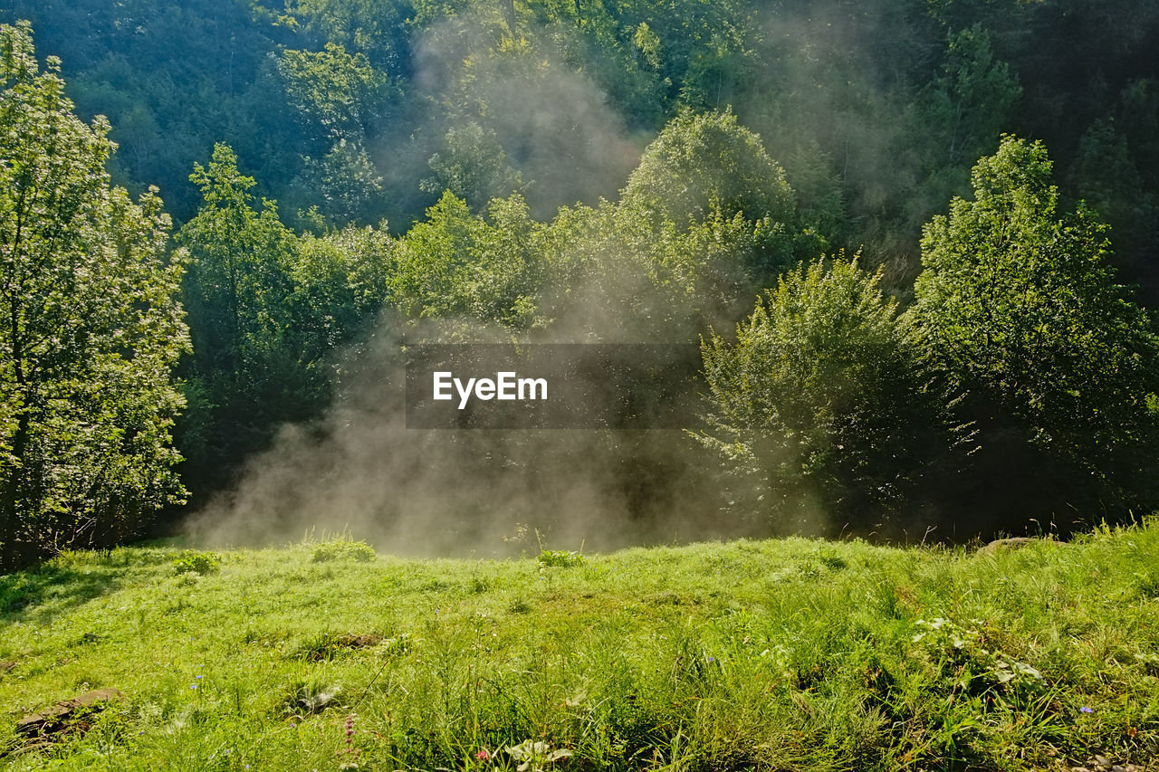 Scenic view of trees on field