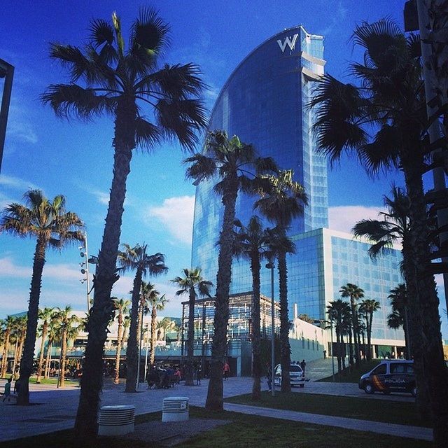 PALM TREES AND BUILDINGS AGAINST BLUE SKY