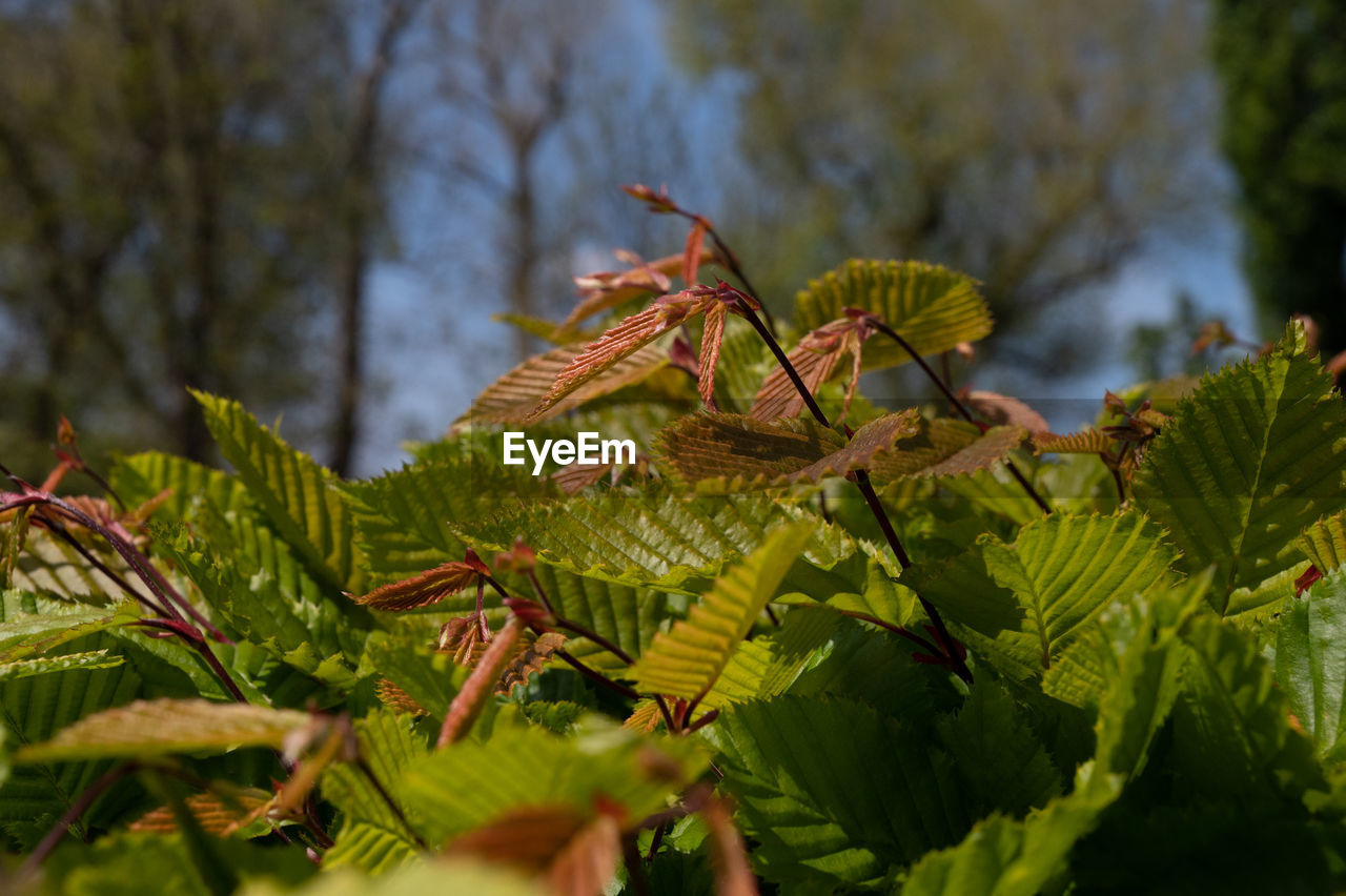 leaf, nature, plant, green, tree, autumn, flower, plant part, branch, macro photography, no people, forest, day, animal wildlife, growth, outdoors, beauty in nature, animal, animal themes, close-up, jungle, land, sunlight, yellow, wildlife, shrub, environment, focus on foreground, rainforest