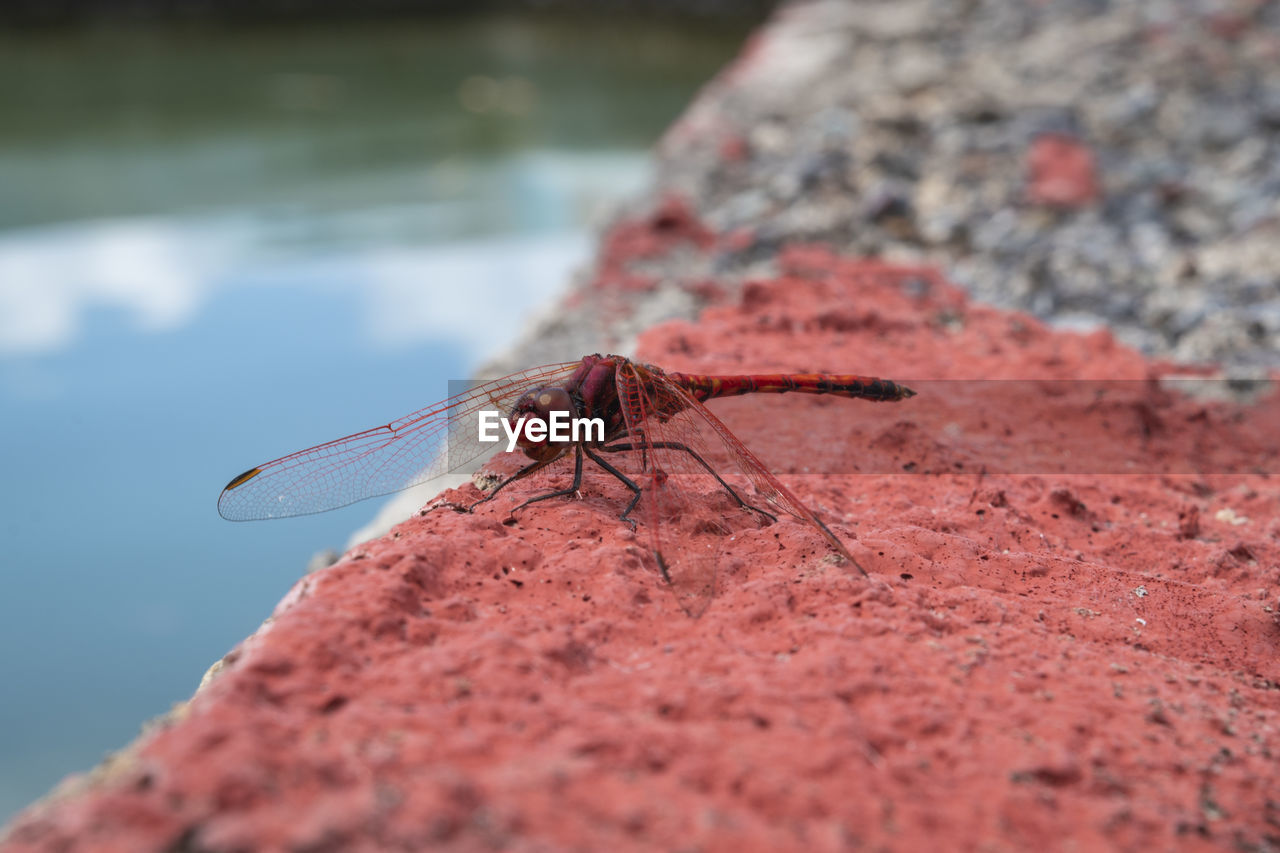 Close-up of a red dragonfly on rock
