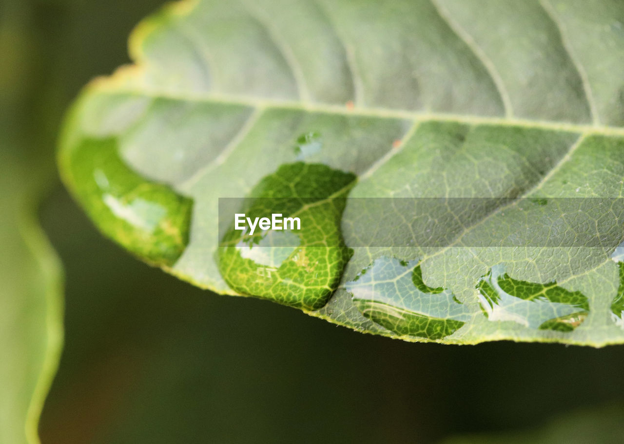 Close-up of green leaves