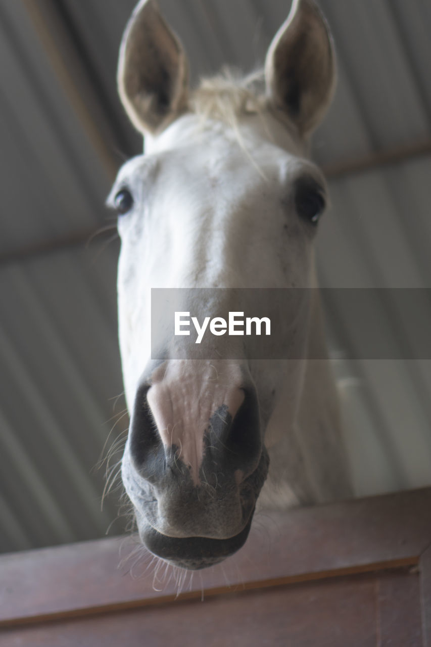 CLOSE-UP PORTRAIT OF HORSE