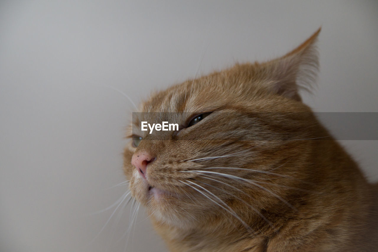 CLOSE-UP OF GINGER CAT AGAINST WALL