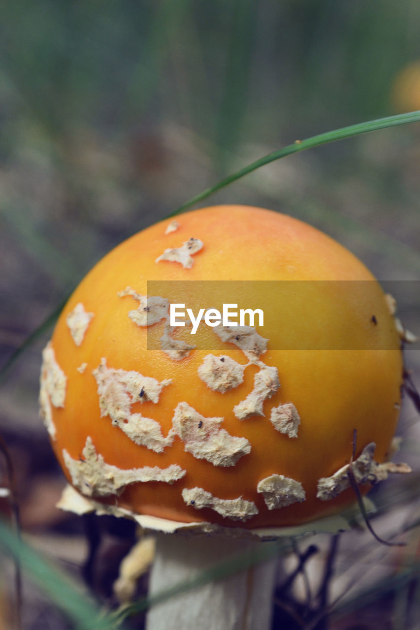 CLOSE-UP OF FRESH ORANGE PUMPKIN