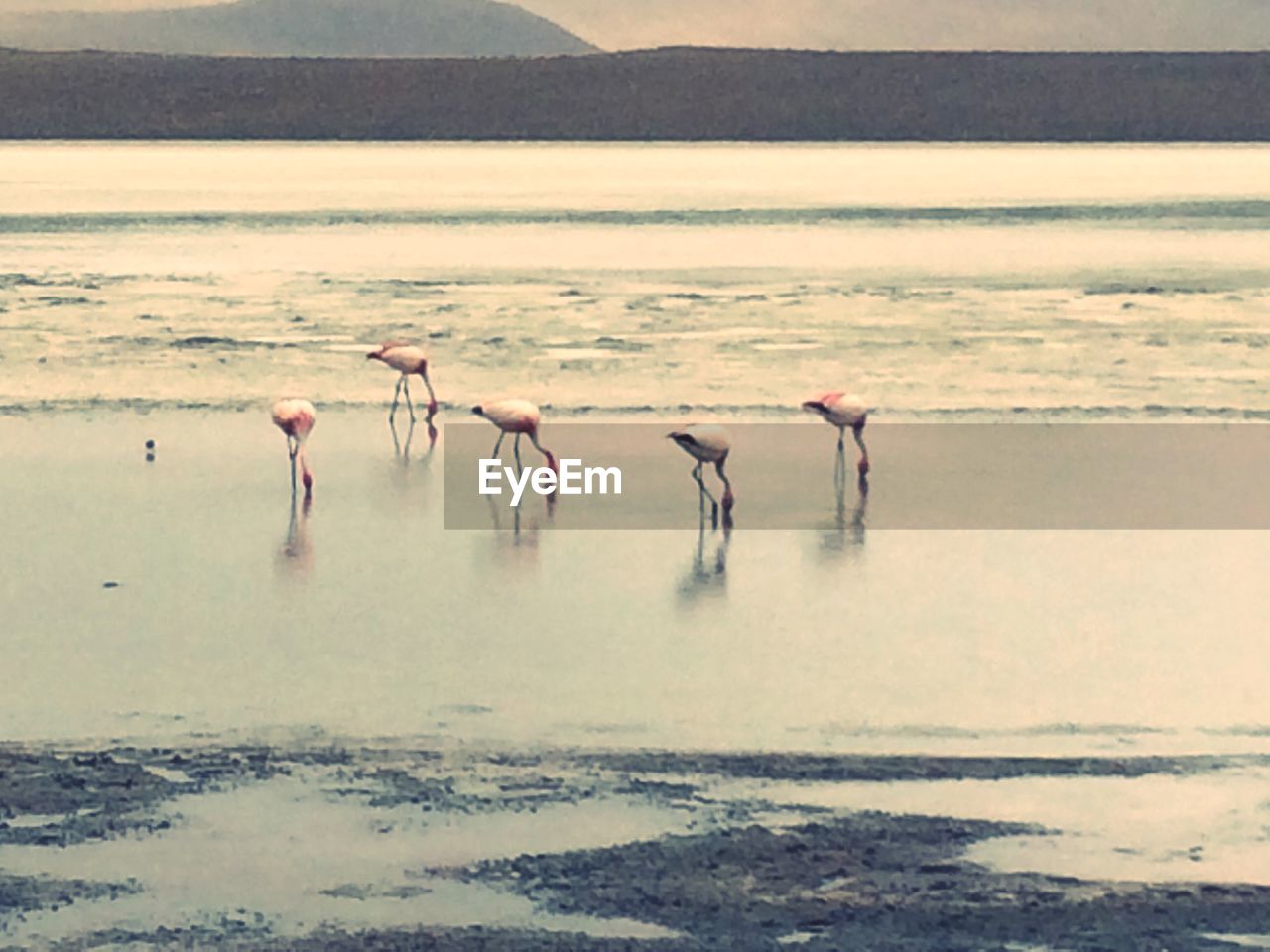 FLOCK OF BIRDS IN LAKE