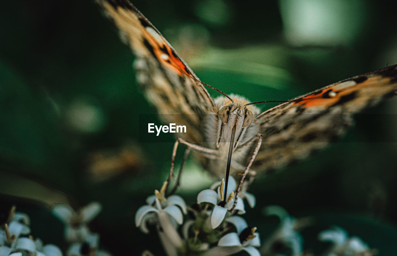 Close-up of butterfly on a flower