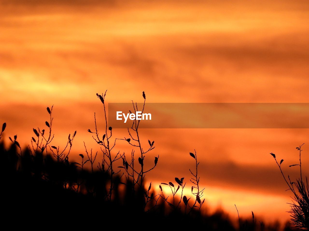 Silhouette plants on field against dramatic sky during sunset