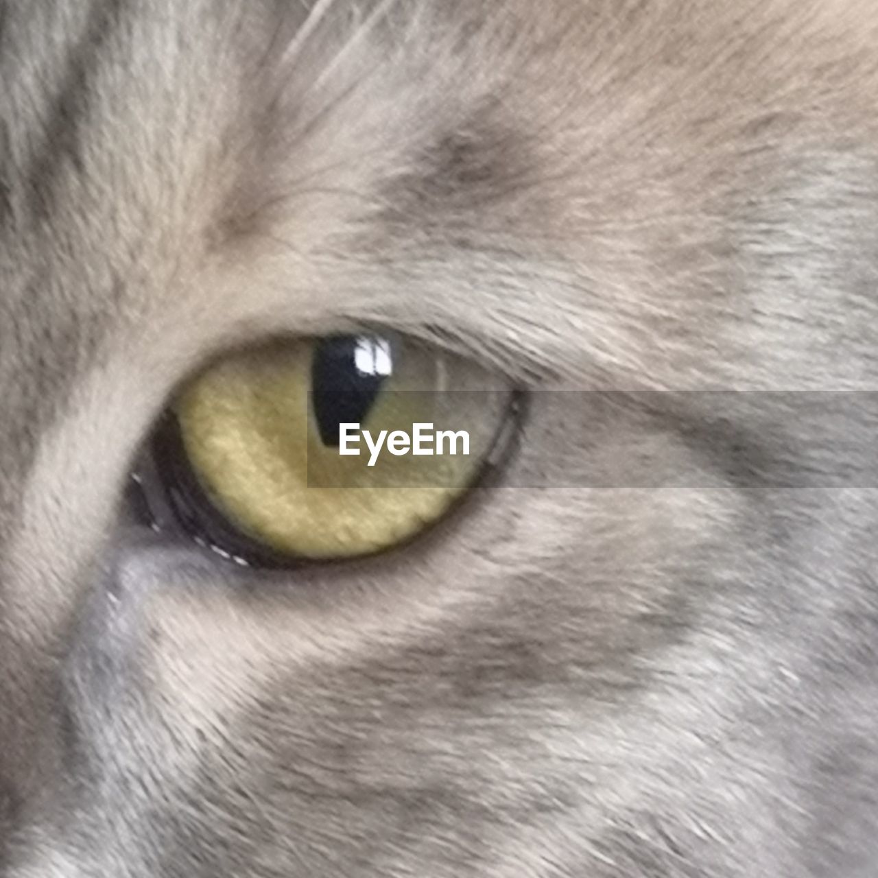 PORTRAIT OF CAT