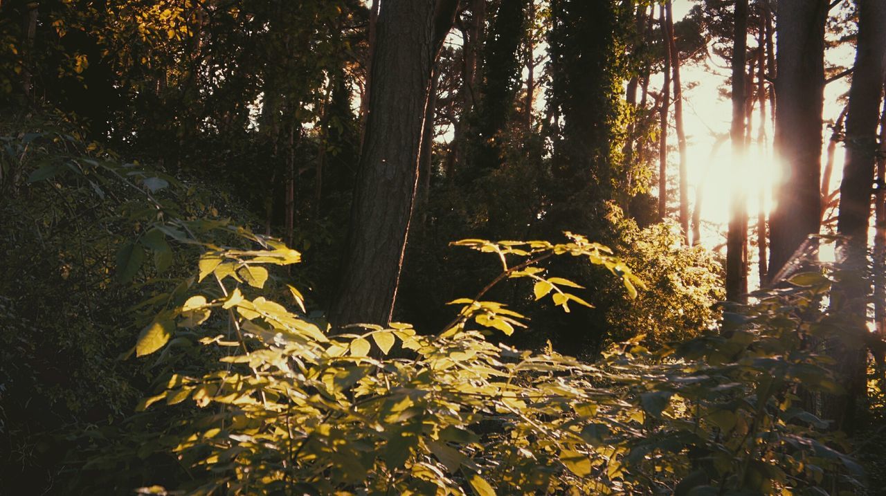 CLOSE-UP OF PLANTS GROWING IN FOREST