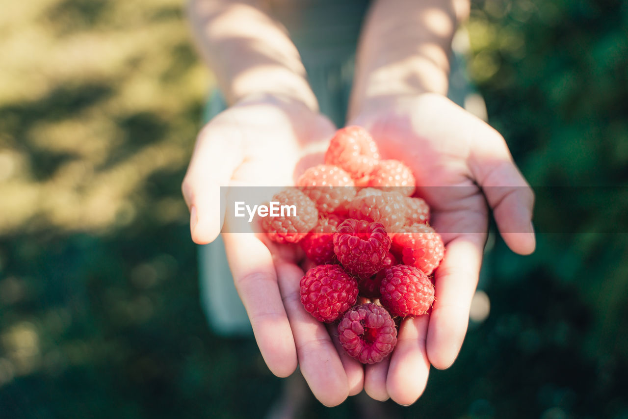 Cropped hands holding raspberries