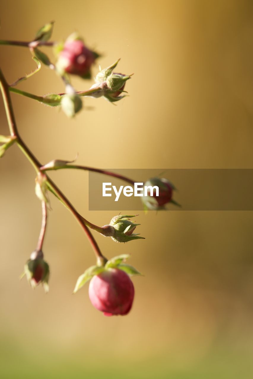 plant, branch, blossom, freshness, food, flower, nature, beauty in nature, fruit, food and drink, close-up, healthy eating, macro photography, no people, tree, growth, leaf, focus on foreground, flowering plant, plant stem, petal, selective focus, outdoors, green, twig, plant part, fragility, colored background, bud, springtime, day, produce, wellbeing, fruit tree, pink