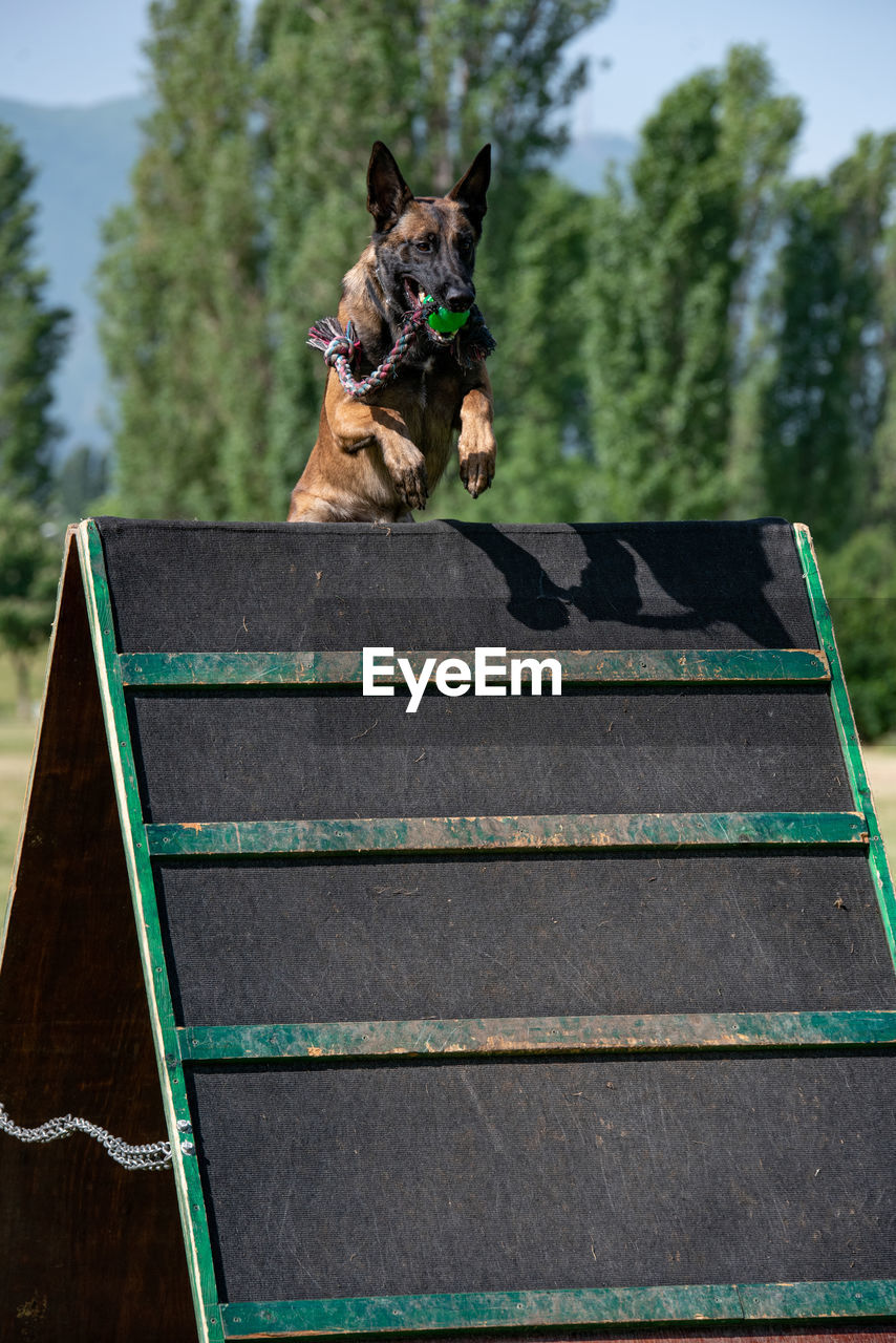 LOW ANGLE PORTRAIT OF A DOG ON TREE