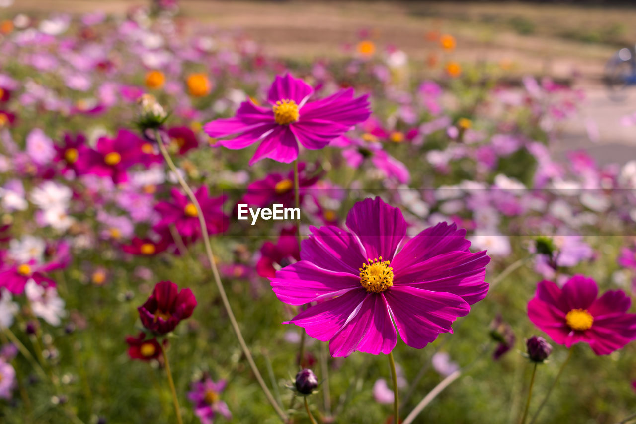 flower, flowering plant, garden cosmos, plant, freshness, beauty in nature, field, nature, close-up, flower head, fragility, petal, pink, cosmos, inflorescence, growth, meadow, focus on foreground, cosmos flower, no people, purple, wildflower, outdoors, macro photography, summer, botany, pollen, magenta, multi colored, day, environment, springtime, land, sunlight, flowerbed, landscape, selective focus, blossom